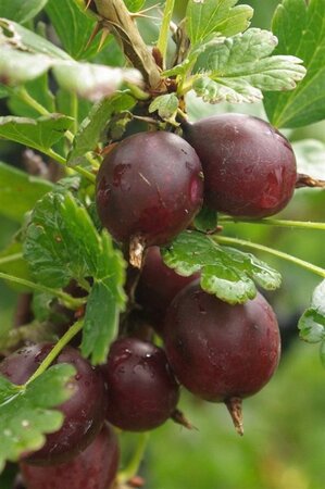 Ribes u.-c. 'Captivator' (doornloos) geen maat specificatie wortelgoed 3-5 tak struik - afbeelding 2