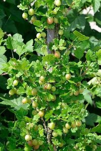Ribes u.-c. 'Captivator' (doornloos) geen maat specificatie wortelgoed 5-8 tak struik