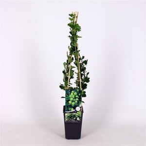 Ribes u.-c. Hinnonmäki Grön 70 cm vierkant 2L - afbeelding 4