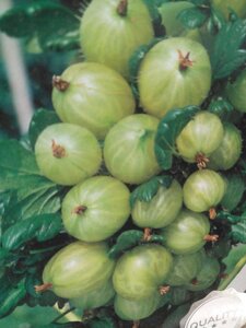 Ribes u.-c. Hinnonmäki Grön 70 cm vierkant 2L