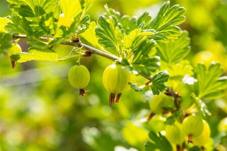 Ribes u.-c. Hinnonmäki Grön 70 cm vierkant 2L - afbeelding 3