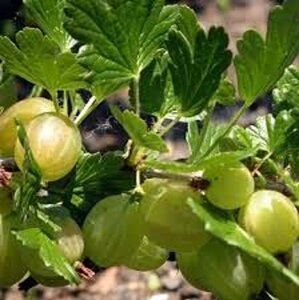 Ribes u.-c. Hinnonmäki Grön geen maat specificatie wortelgoed 5-8 tak struik