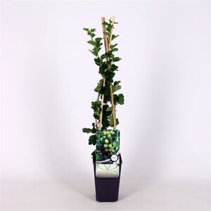 Ribes u.-c. Hinnonmäki Gul 70 cm vierkant 2L