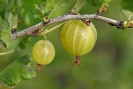 Ribes u.-c. Hinnonmäki Gul 80-100 cm container stam
