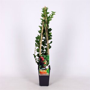 Ribes u.-c. Hinnonmäki Röd 70 cm vierkant 2L