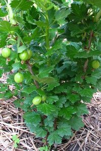 Ribes u.-c. 'Invicta' WIT geen maat specificatie cont. 3,0L