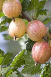 Ribes u.-c. 'Pax' geen maat specificatie wortelgoed 5-8 tak struik