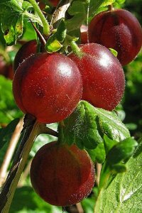 Ribes u.-c. 'Pax' geen maat specificatie wortelgoed 5-8 tak struik - afbeelding 2