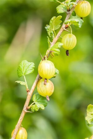 Ribes uva-crispa geen maat specificatie wortelgoed 3-5 tak struik