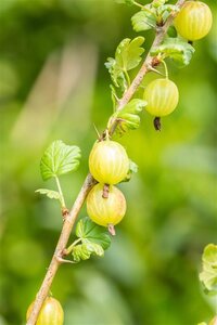 Ribes uva-crispa geen maat specificatie wortelgoed 3-5 tak struik