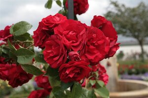 Rosa (K) Amadeus wortelgoed A kwaliteit - afbeelding 1