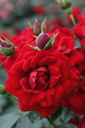 Rosa (K) Amadeus wortelgoed A kwaliteit - afbeelding 2