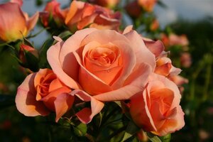 Rosa 'Aprikola' ABRIKOOS 60 cm stam wortelgoed - afbeelding 1