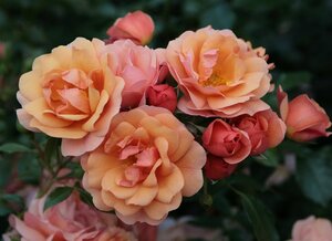 Rosa 'Aprikola' ABRIKOOS 60 cm stam wortelgoed - afbeelding 2