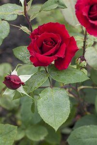 Rosa (T) Barkarole wortelgoed A kwaliteit - afbeelding 1