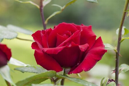 Rosa (T) Barkarole wortelgoed A kwaliteit - afbeelding 2