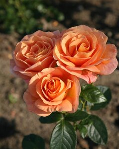 Rosa (F) Bengali wortelgoed A kwaliteit