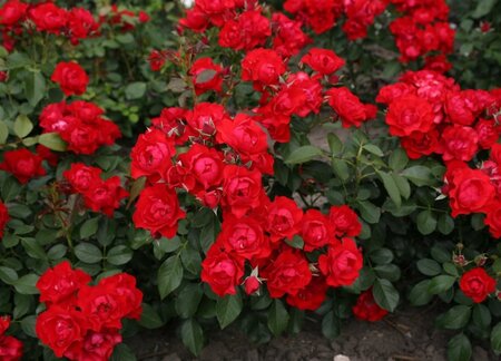 Rosa (F) Black Forest Rose geen maat specificatie cont. 3,0L - afbeelding 2