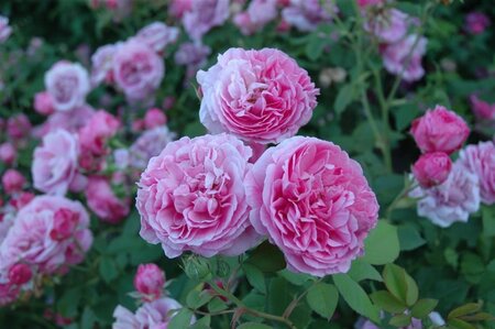 Rosa (F) 'Bonica' geen maat specificatie cont. 2,0L - afbeelding 1