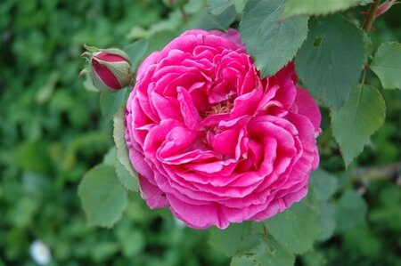 Rosa (F) 'Bonica' geen maat specificatie cont. 2,0L - afbeelding 2