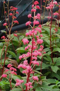 Rodgersia 'Bronze Peacock' geen maat specificatie 0,55L/P9cm - afbeelding 4