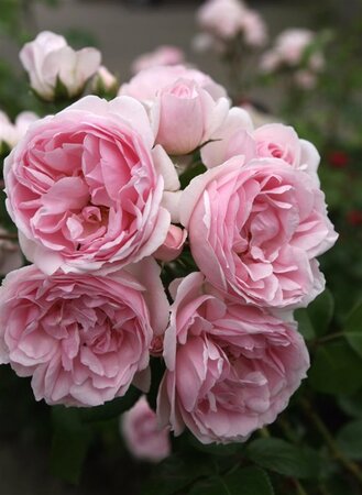Rosa (M) 'Cinderella' wortelgoed A kwaliteit - afbeelding 1
