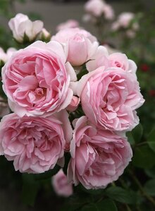 Rosa (M) 'Cinderella' wortelgoed A kwaliteit - afbeelding 1