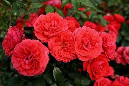 Rosa (T) Cherry Lady 90 cm stam wortelgoed - afbeelding 1