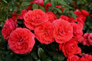 Rosa (T) Cherry Lady 90 cm stam wortelgoed - afbeelding 1