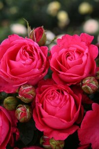 Rosa (T) Cherry Lady 90 cm stam wortelgoed - afbeelding 2
