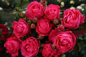 Rosa (T) Cherry Lady wortelgoed A kwaliteit - afbeelding 1