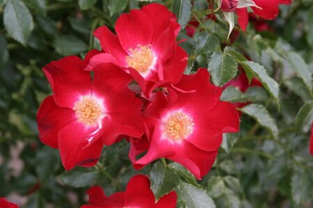 Rosa (K) 'Dortmund' wortelgoed A kwaliteit