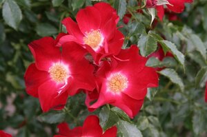 Rosa (K) 'Dortmund' wortelgoed A kwaliteit