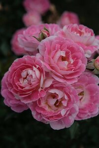 Rosa (M) Flirt 2011 wortelgoed A kwaliteit - afbeelding 1