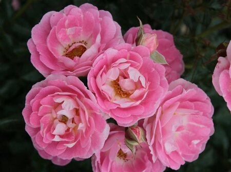 Rosa (M) Flirt 2011 wortelgoed A kwaliteit - afbeelding 2