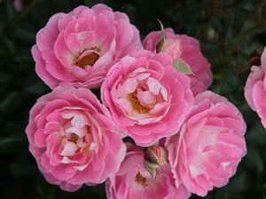 Rosa (M) Flirt 2011 wortelgoed A kwaliteit - afbeelding 2