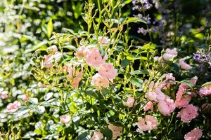 Rosa (P) 'The Fairy' 60 cm stam wortelgoed - afbeelding 1