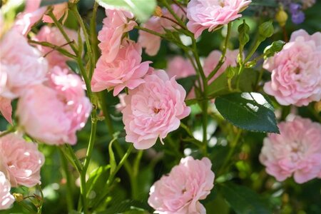 Rosa (P) 'The Fairy' geen maat specificatie wortelgoed - afbeelding 2