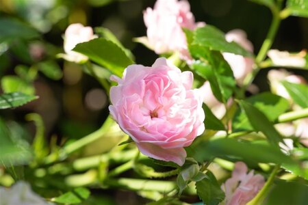 Rosa (P) 'The Fairy' geen maat specificatie wortelgoed - afbeelding 3