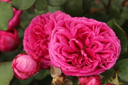 Rosa (F) Freifrau Caroline 90 cm stam wortelgoed