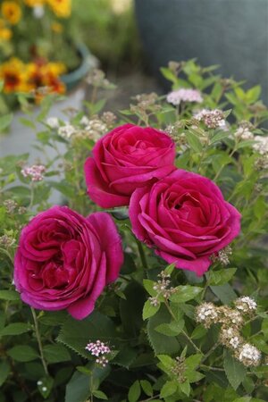 Rosa (F) Für Elise 90 cm stam wortelgoed - afbeelding 2