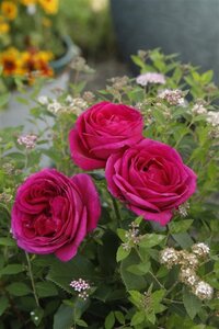 Rosa (F) Für Elise 90 cm stam wortelgoed - afbeelding 2