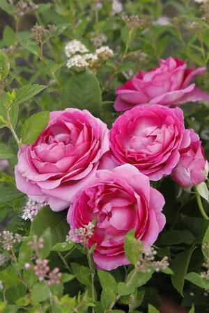 Rosa (F) Fräulein Maria 90 cm stam wortelgoed