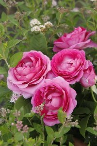 Rosa (F) Fräulein Maria 90 cm stam wortelgoed