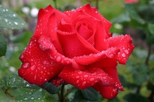 Rosa (T) Grande Amore wortelgoed A kwaliteit - afbeelding 1