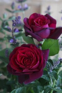 Rosa (T) 'Gräfin Diana®' 90 cm stam wortelgoed - afbeelding 1