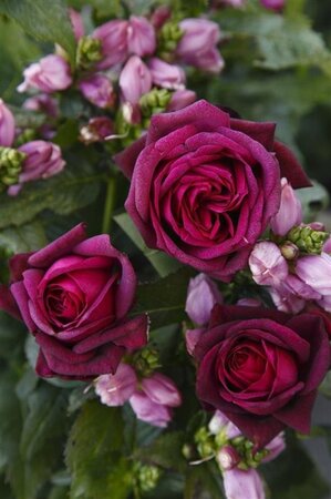 Rosa (T) 'Gräfin Diana®' 90 cm stam wortelgoed - afbeelding 3