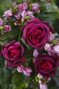 Rosa (T) 'Gräfin Diana®' 90 cm stam wortelgoed - afbeelding 3