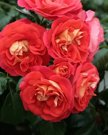 Rosa (F) Gebrüder Grimm® (Joli Tambour) 90 cm stam wortelgoed - afbeelding 1