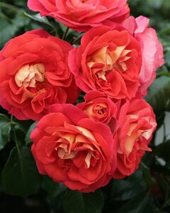 Rosa (F) Gebrüder Grimm® (Joli Tambour) 90 cm stam wortelgoed - afbeelding 1
